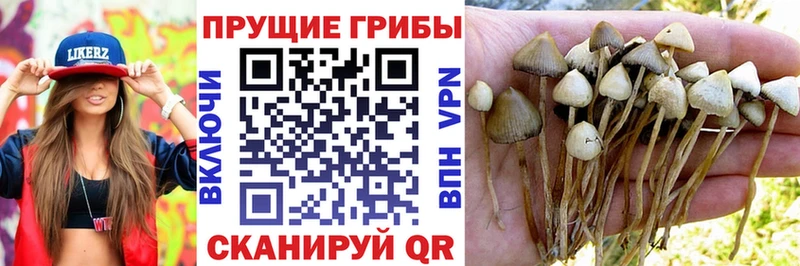 Псилоцибиновые грибы ЛСД  Волжск 